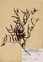 藏品(山扁豆)的圖片